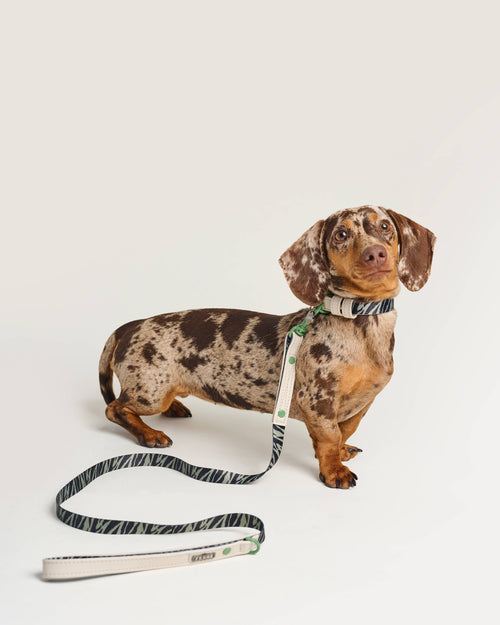 Trendy green zebra dog collar for modern pups like Cocker Spaniels and Poodles.