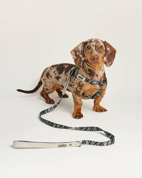 Fierce + Fab green zebra leash, designed for trendy pets like Cocker Spaniels and Poodles.