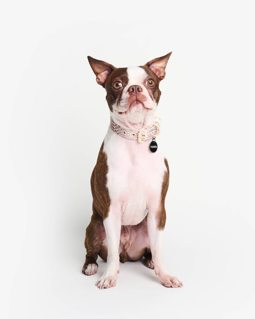 Elegant snake print dog collar for dogs with refined style, perfect for French Bulldogs and Beagles.