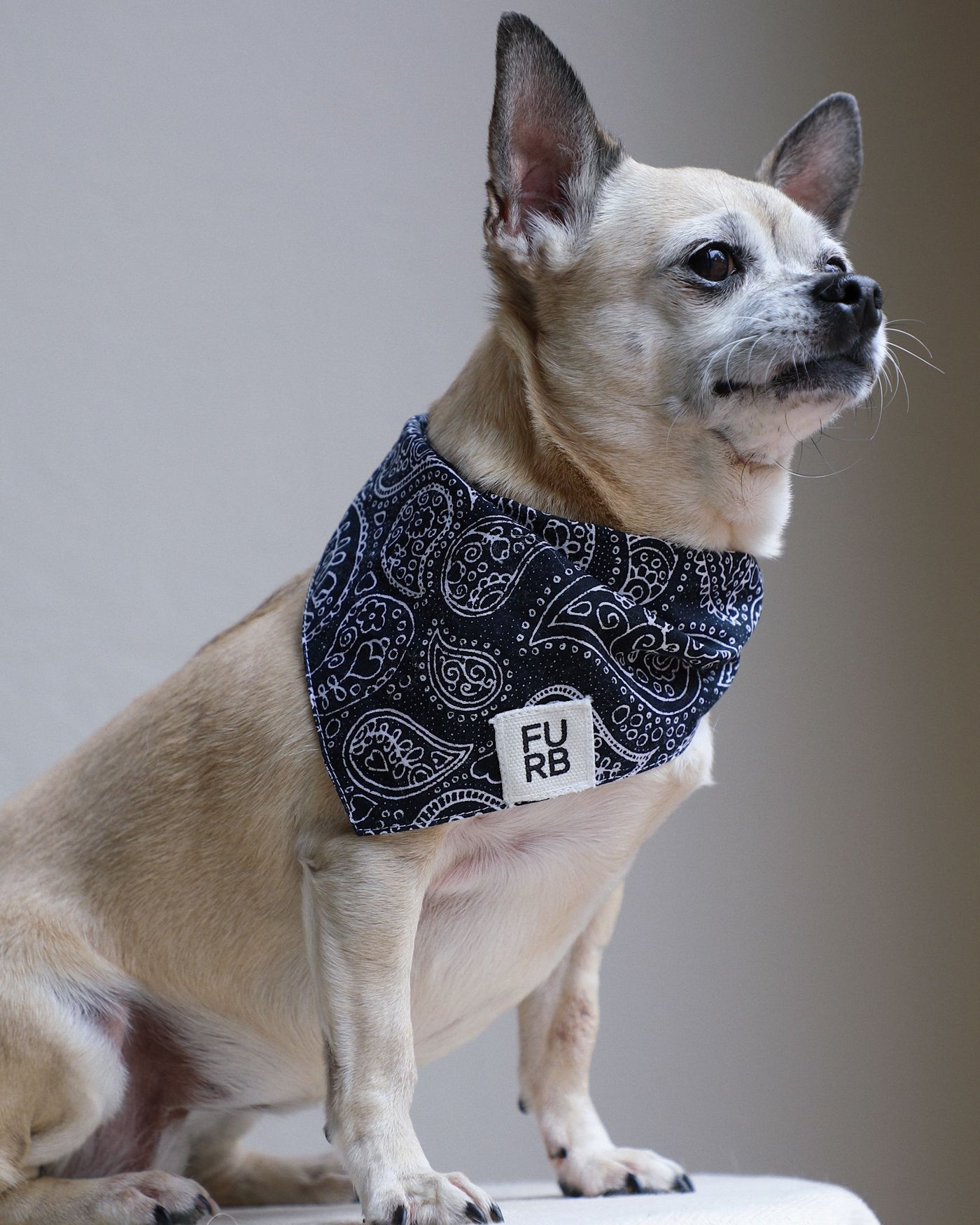 Ozzie Black Paisley Print Dog Bandana