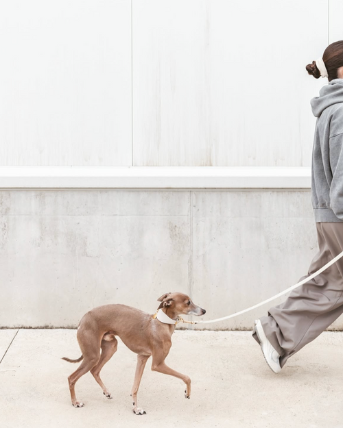 Close-up of Roma ivory leather dog collar showing premium leather texture