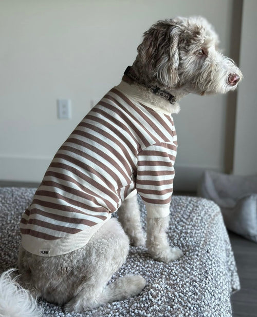 Camden Brown Striped Crewneck Product Image Detail sweatshirts for pugs