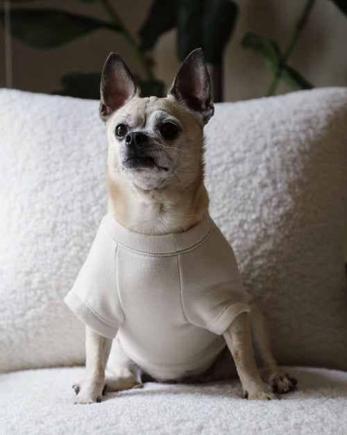 All Smiles Graphic Dog Sweatshirt corgi dog outfits