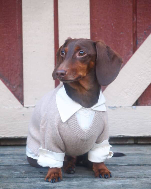 Like A Boss Two-fer Collared Tan Dog Sweater