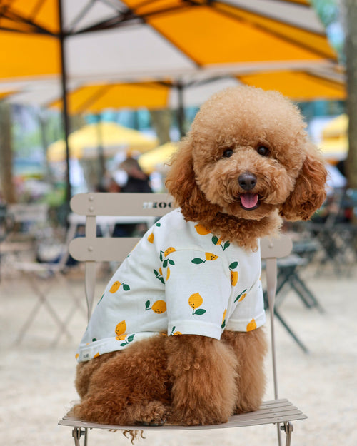 Cute yellow lemon print dog apparel with cozy everyday fit. Updated May 2026.