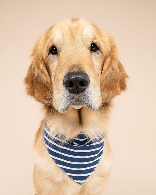 First Mate Navy Stripe Dog Bandana