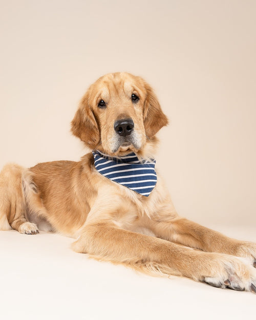 First Mate Navy Stripe Dog Bandana