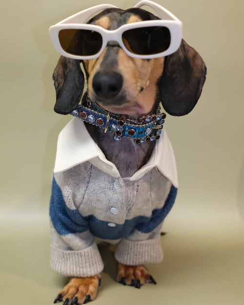 Timeless blue rugby dog sweater with a clean, preppy aesthetic, cozy and easy to style, great for shih tzus, beagles, and Frenchies