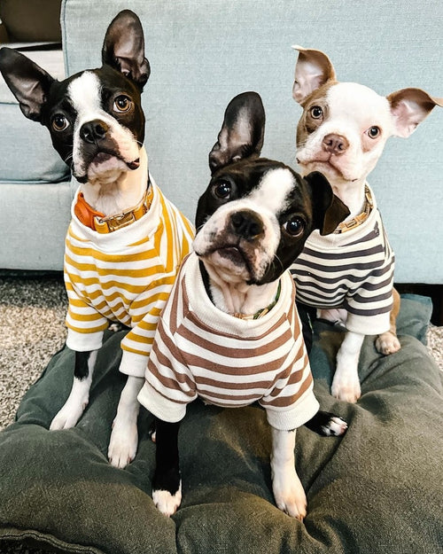 Camden Charcoal Striped Dog Sweatshirt french bulldog clothing store