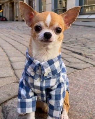 Sylvan French Blue Gingham Dog Shirt for poodles