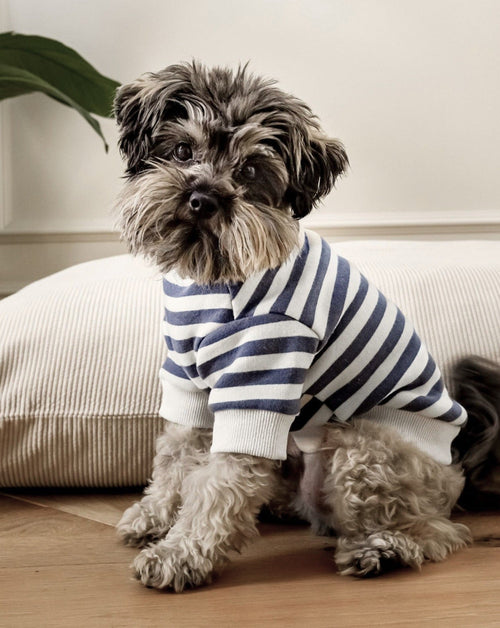 Camden Charcoal Striped Dog Sweatshirt female chihuahua clothes