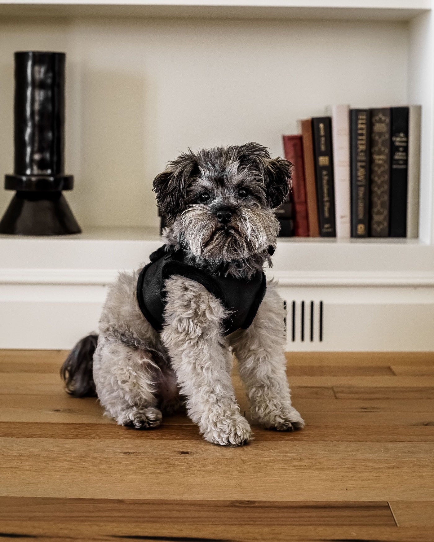 Black Coated Fabric dog Harness image