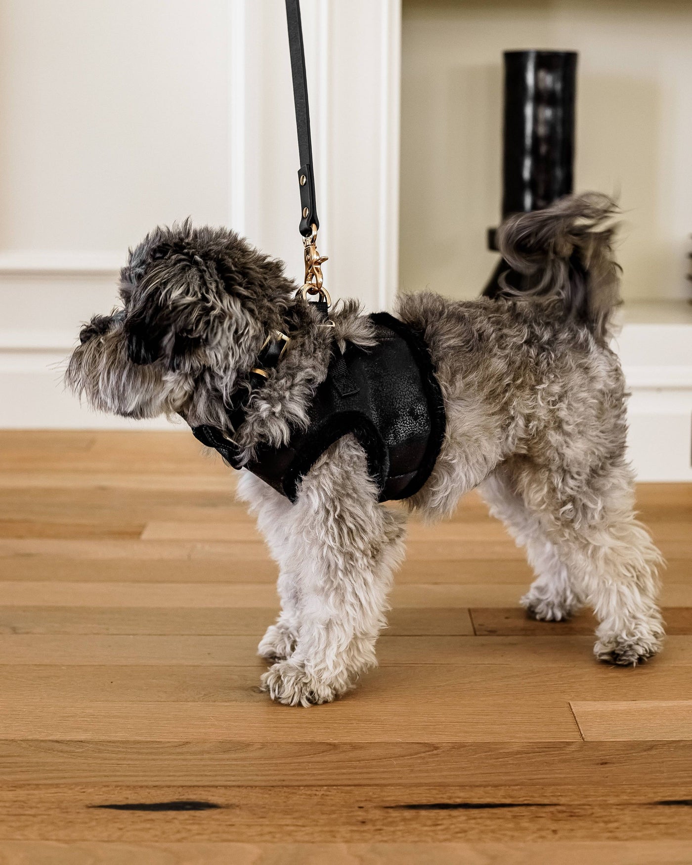 Black Coated Fabric dog Harness image