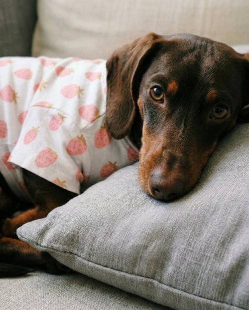 Stay Sweet Strawberry Print Dog T-Shirt