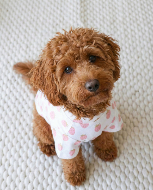 Stay Sweet Strawberry Print Dog T-Shirt