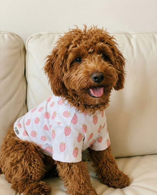 Stay Sweet Strawberry Print Dog T-Shirt