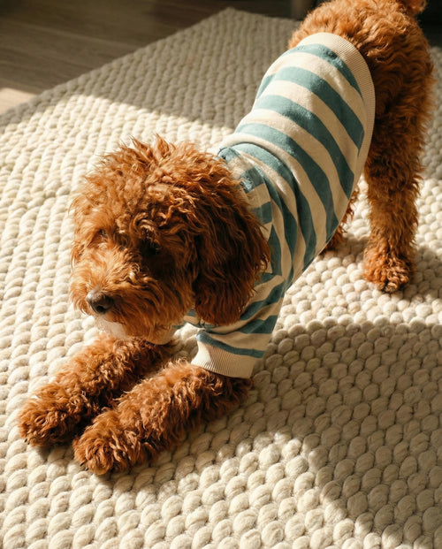 Remy Dusty Teal Stripe Dog Hoodie