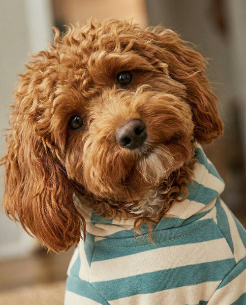 Remy Dusty Teal Stripe Dog Hoodie