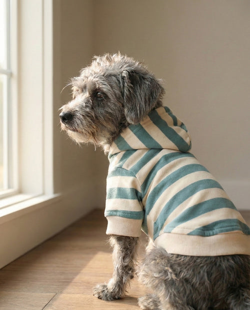 Remy Dusty Teal Stripe Dog Hoodie