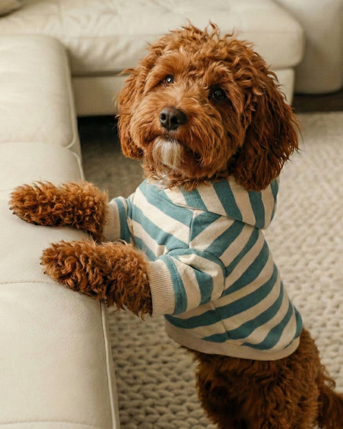 Remy Dusty Teal Stripe Dog Hoodie