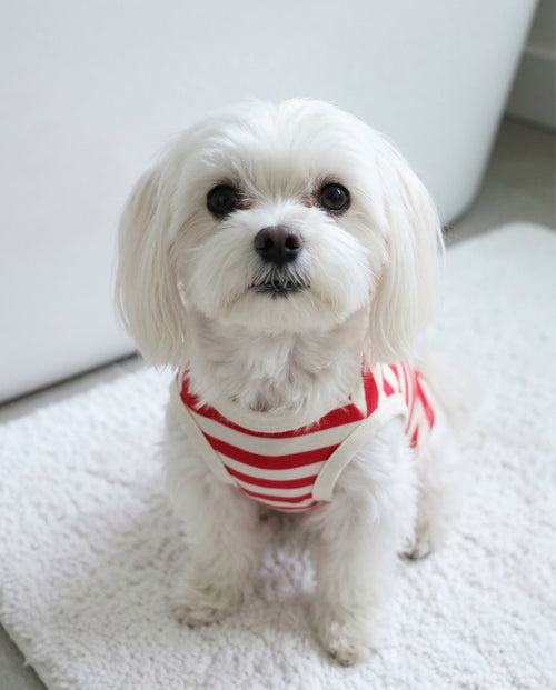 Pup Rally Red + Ivory Striped Dog Tank