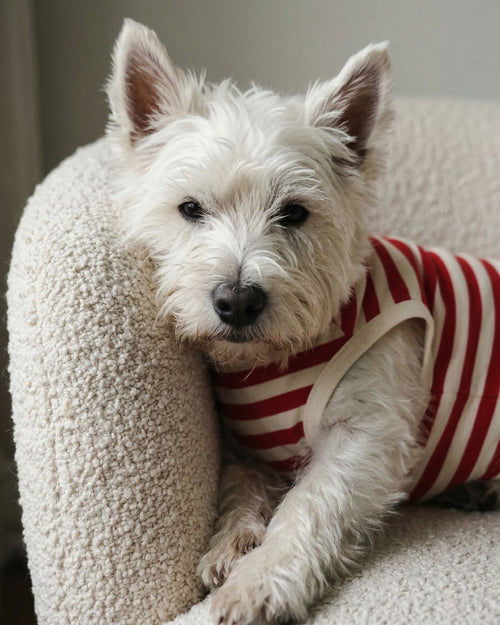 Pup Rally Red + Ivory Striped Dog Tank