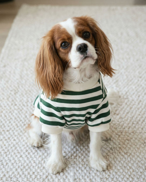 comfortable dog crewneck with striped design, everyday pet clothing made from soft cotton fabric