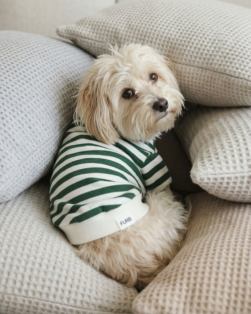 cozy dog crewneck sweatshirt with striped pattern, soft cotton fleece apparel for dogs