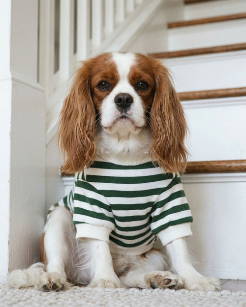 green striped dog sweatshirt with soft fleece fabric, cozy crewneck pet apparel for everyday wear