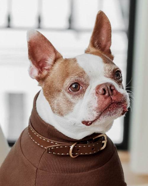 Stylish tan leather dog collar and leash set for fashionable walks with small to medium dogs.