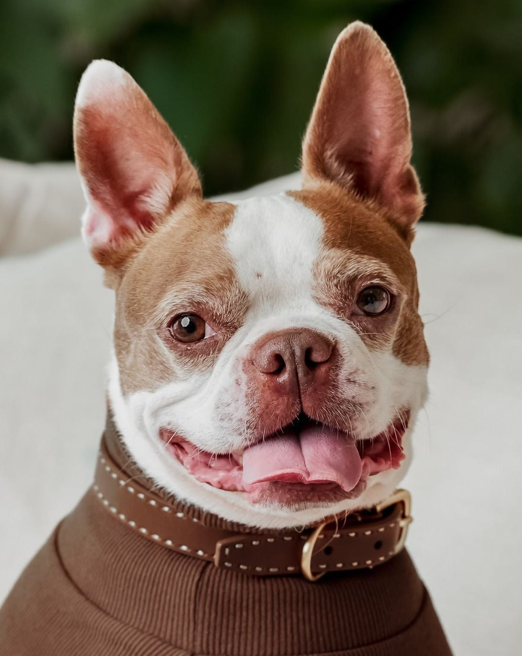Durable tan leather dog collar and leash set for fashionable and secure walks with your small or medium-sized dog.