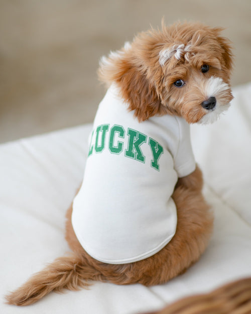 Lucky Dog Sweatshirt for St. Patrick’s Day in vibrant green with shamrock accents, perfect for your pup’s St. Patty’s celebration.