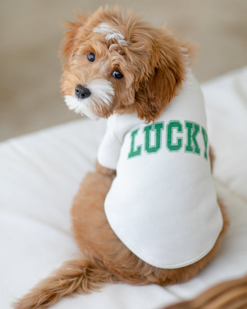 St. Patrick’s Day Lucky Dog Sweatshirt with lucky shamrock design, perfect for your dog to join the festivities.