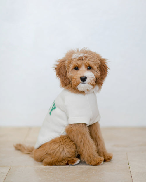 St. Patrick’s Day Lucky Dog Sweatshirt with shamrocks and vibrant colors, perfect for making your dog lucky and stylish.