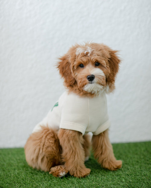 Lucky Dog Sweatshirt with St. Patrick’s Day shamrock pattern, ideal for getting your pup in the holiday spirit.