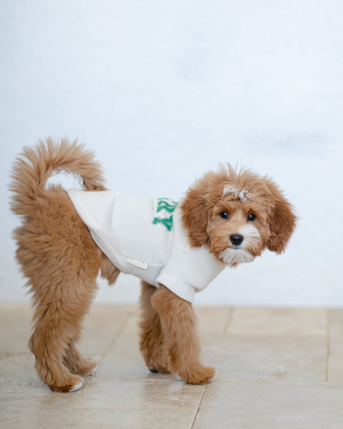 Lucky Dog Sweatshirt featuring green St. Patrick’s Day design with shamrocks, bringing festive fun to your dog’s wardrobe.