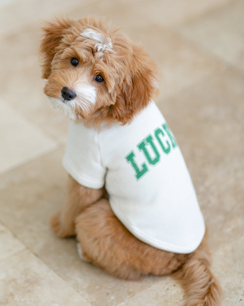 St. Patrick’s Day Lucky Dog Sweatshirt with playful shamrock details, a must-have for celebrating with your pup.