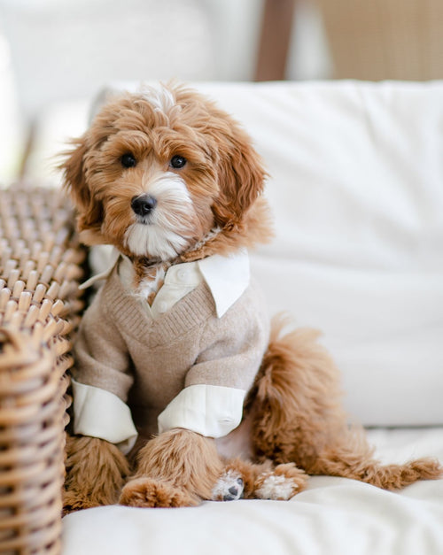 Like A Boss Two-fer Collared Dog Sweater