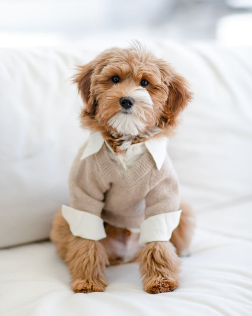 Like A Boss Two-fer Collared Dog Sweater
