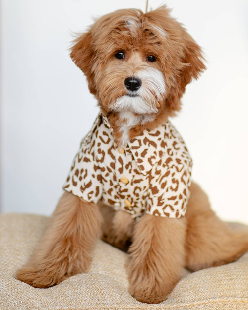 Walk on the Wild Side Leopard Button-Up