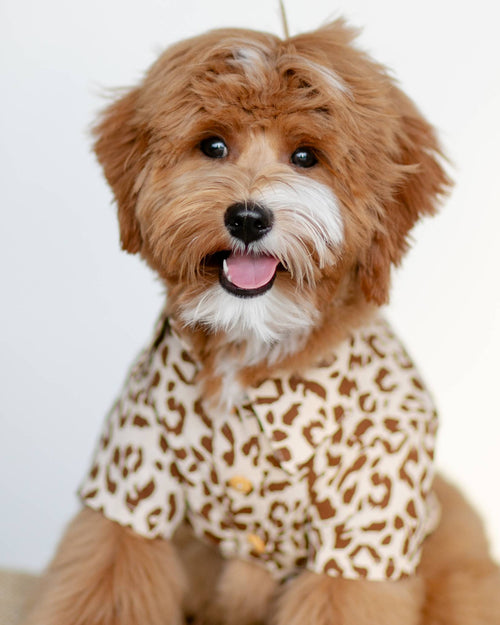 Walk on the Wild Side Leopard Button-Up