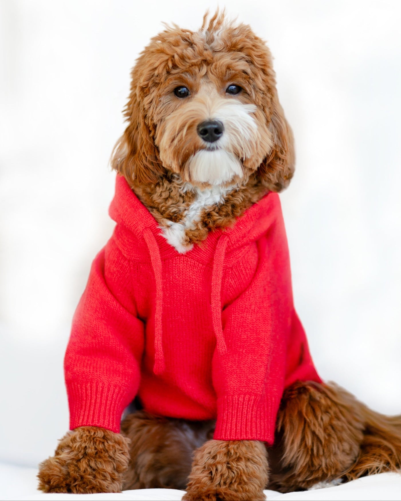 Venice Varsity Red Dog Hoodie