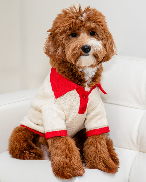 Collar Me Maybe Polo Sweater