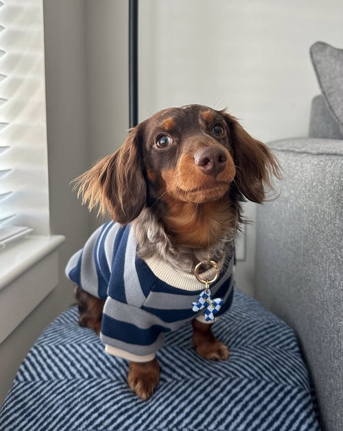 Cooper Blue Striped Dog Sweatshirt