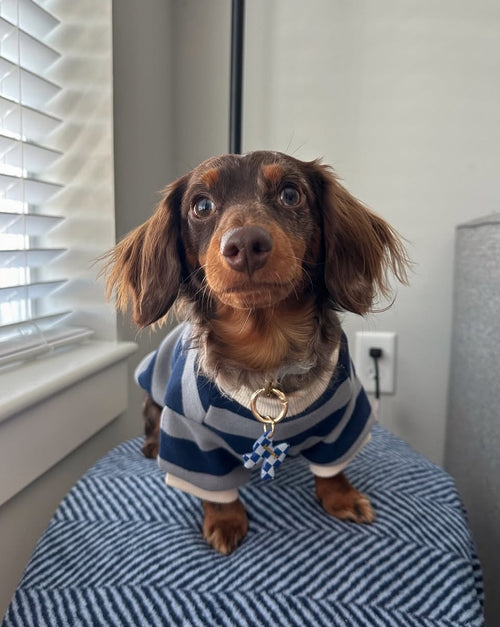 Cooper Blue Striped Dog Sweatshirt