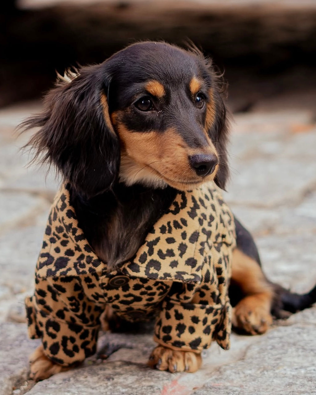 Ozzie Leopard Denim Dog Jacket