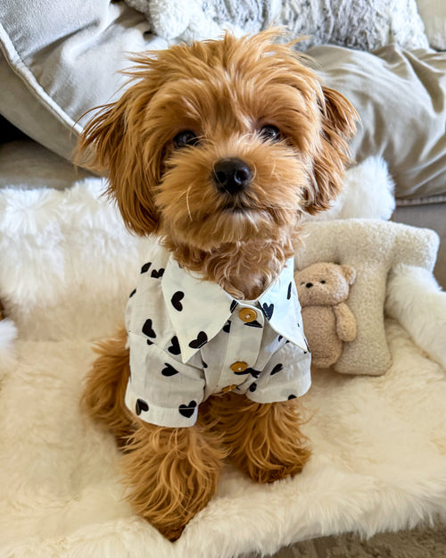 Puppy Love Heart Print Dog Shirt