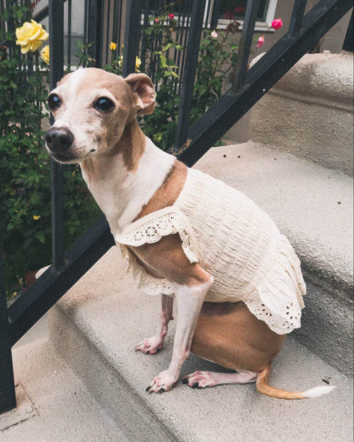  Romantic smocked dog dress with timeless eyelet embroidery details . Updated May 2026.