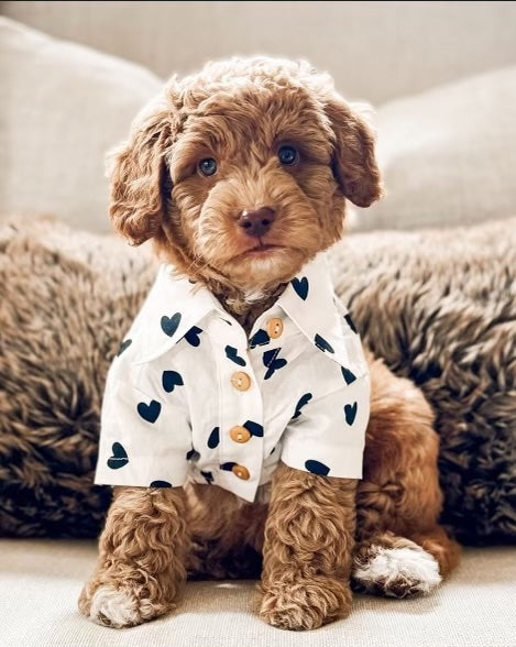 Puppy Love Heart Print Dog Shirt