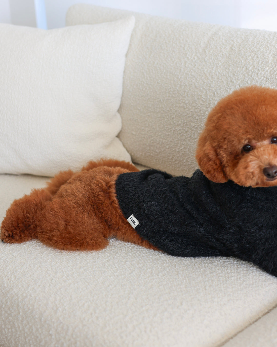 Black Eyelash Knit | Adorable, Affordable Dog Sweater – FURB